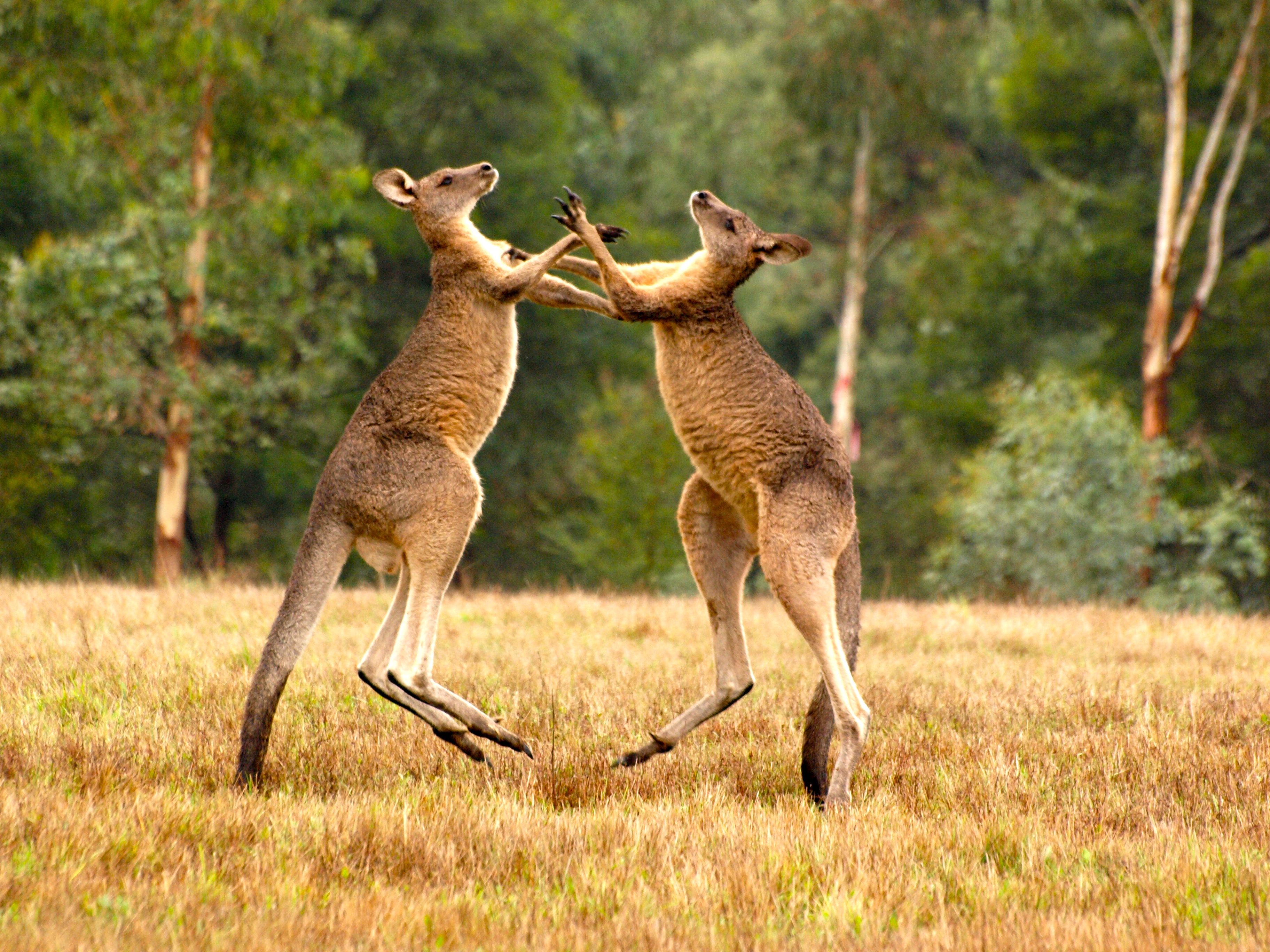 Как ведут образ жизни животные. Кенгуру в Австралии. Рыжий кенгуру Австралии. Животные Австралии Кен. Гигантские кенгуру в Австралии.